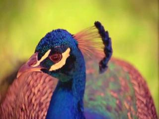 Unter den gr&ouml;&szlig;ten Pornofilmen, die je gedreht wurden