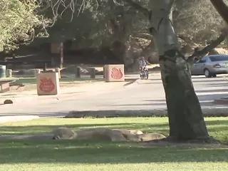 Junge Lesben Ashley und Scarlett lecken sich